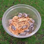 Dairy Cow Isopods