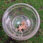 Dwarf White Isopods