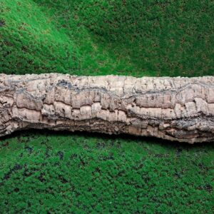 Sustainably harvested cork bark for reptile, invertebrate, bioactive enclosures and planted terrariums.