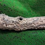 Sustainably harvested cork bark for reptile, invertebrate, bioactive enclosures and planted terrariums.