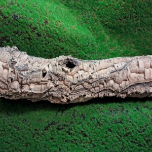 Sustainably harvested cork bark for reptile, invertebrate, bioactive enclosures and planted terrariums.