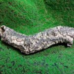 Sustainably harvested cork bark for reptile, invertebrate, bioactive enclosures and planted terrariums.