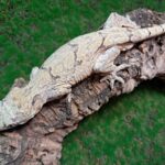Proven breeder adult male Gargoyle Gecko with reticulated pattern