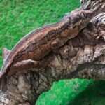 Gargoyle Gecko Hatchlings- COMING SOON