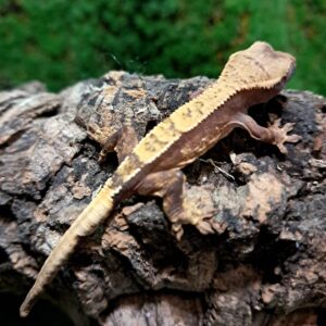 Partial Pinstripe Crested Gecko