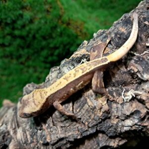 Pinstripe Crested Gecko