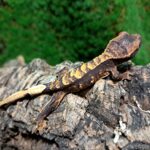 Extreme Harlequin Crested Gecko