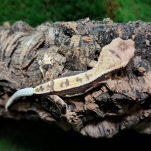 Frappuccino Crested Gecko Hatchling