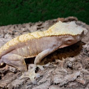 Red Crested Gecko