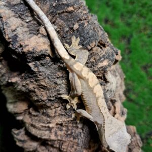 Flame crested gecko with orange and cream pattern perched on branch
