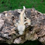 Flame crested gecko with orange and cream pattern perched on branch