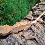 Flame Crested Gecko
