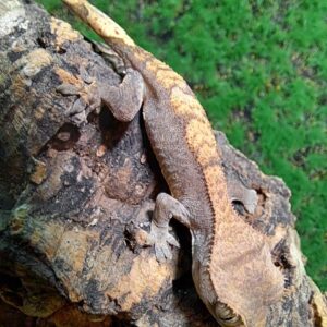 Flame crested gecko with orange and cream pattern perched on branch