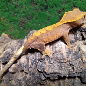 Flame Crested Gecko