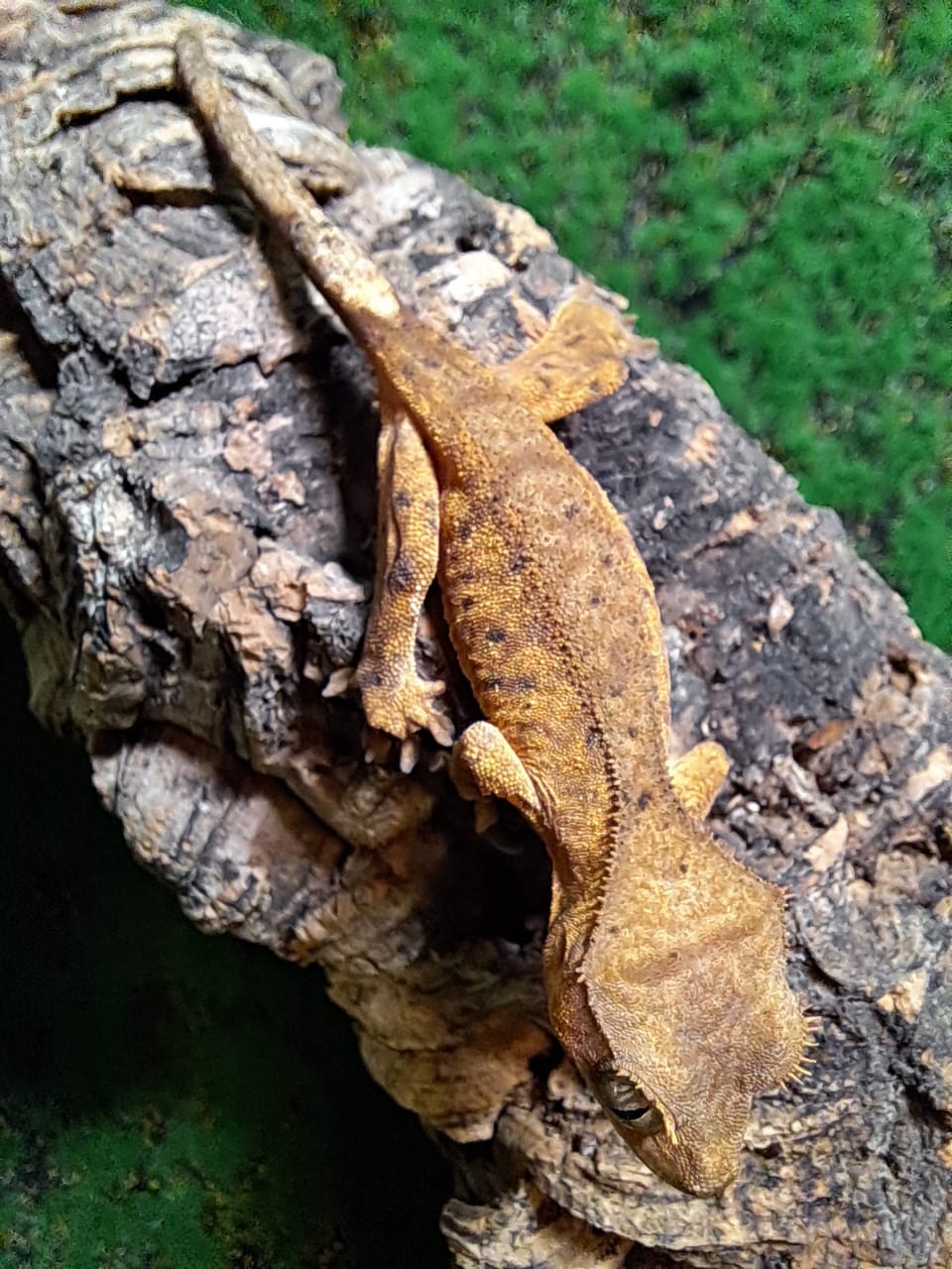 Tiger dalmatian Crested gecko with bold striping and spots