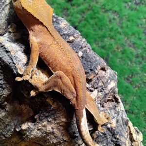 Patternless Crested gecko