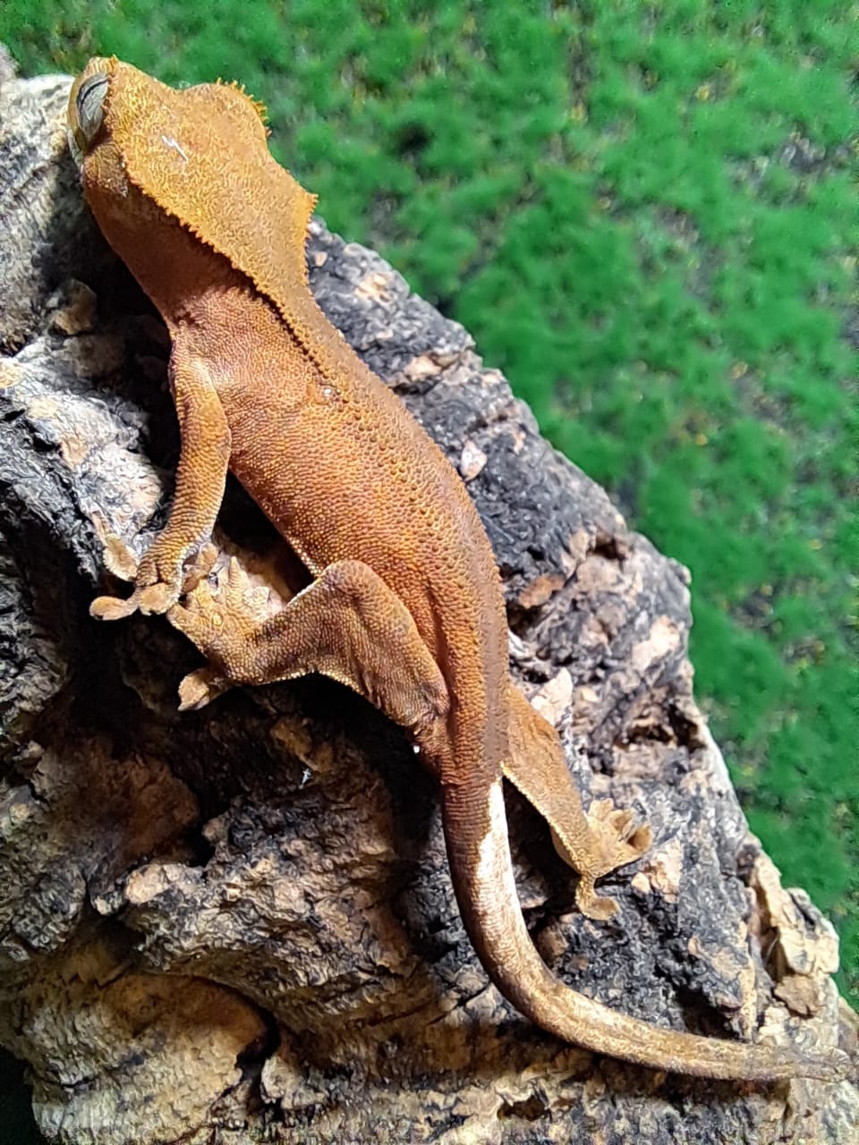 Patternless Crested gecko