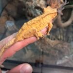 Tiger Dalmatian Crested Gecko