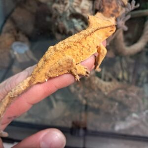 Tiger Dalmatian Crested Gecko