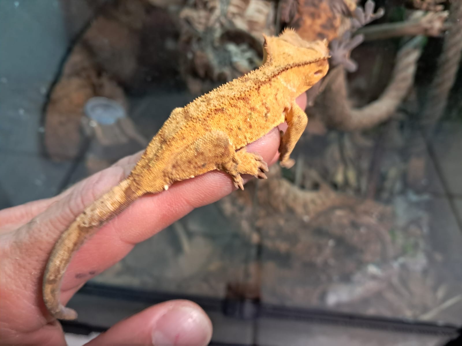 Tiger Dalmatian Crested Gecko