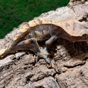 Harlequin Crested Gecko