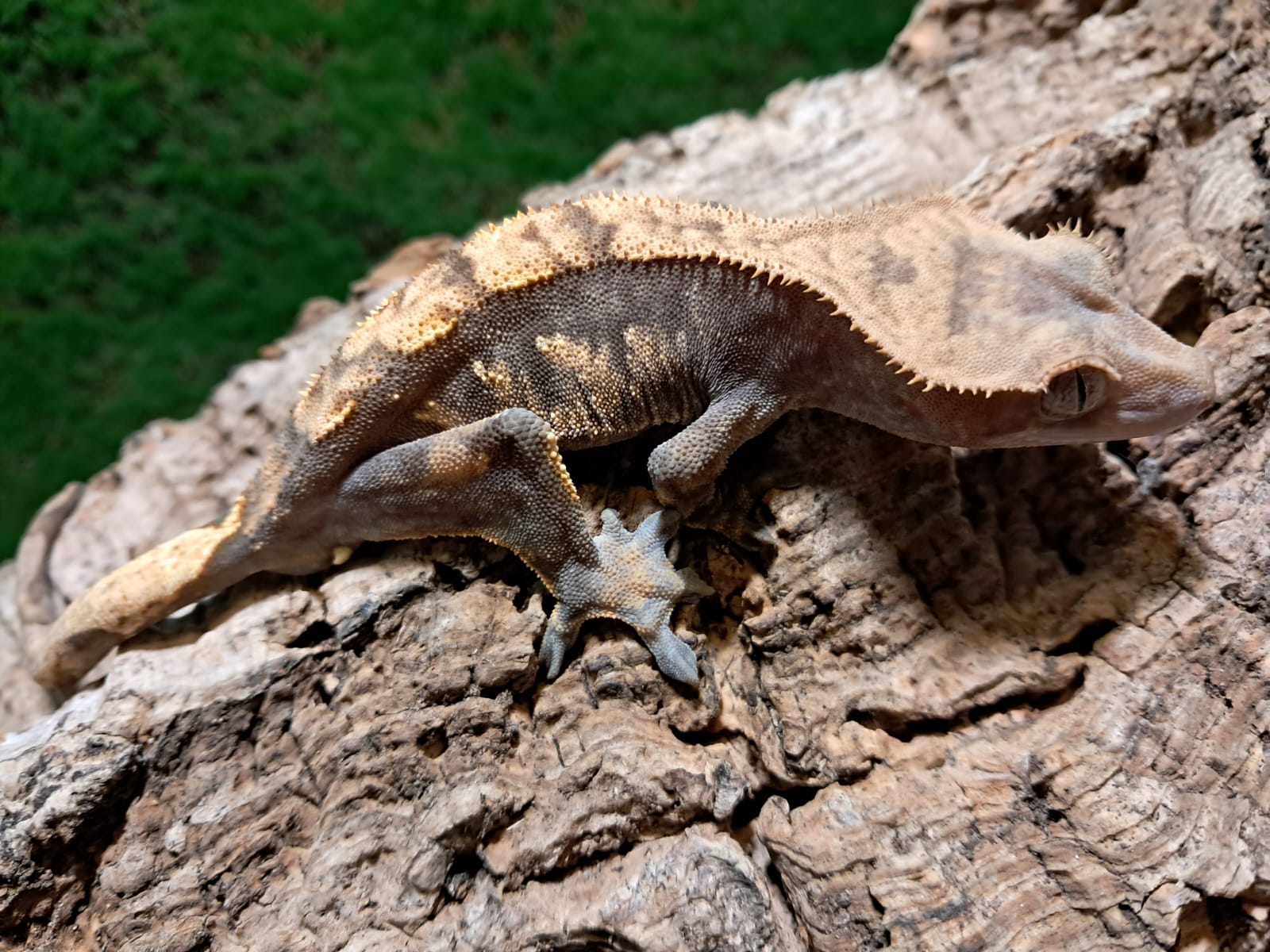 Harlequin Crested Gecko