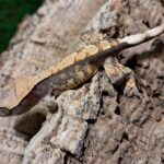 Extreme Harlequin Crested Gecko