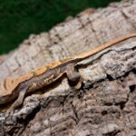 Partial Pinstripe Crested Gecko