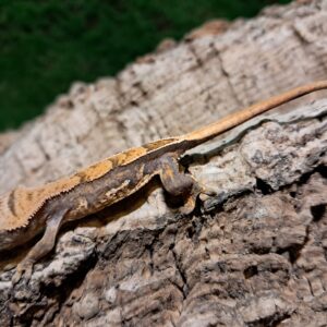 Partial Pinstripe Crested Gecko