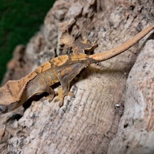 Partial Pinstripe Crested Gecko