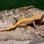 Partial Pinstripe Crested Gecko