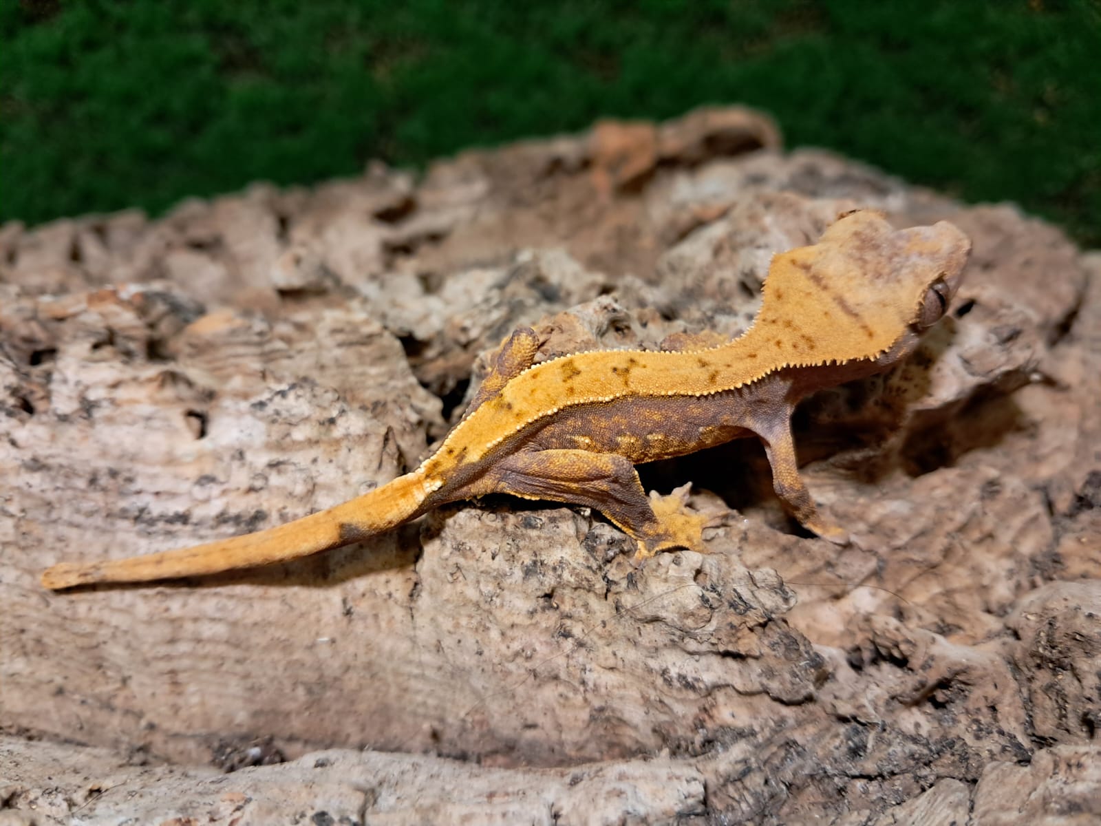Partial Pinstripe Crested Gecko