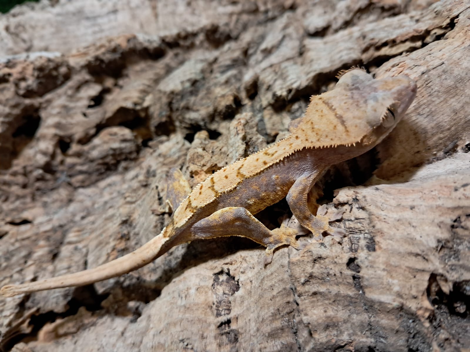 Partial Pinstripe Crested Gecko