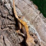 Partial Pinstripe Crested Gecko