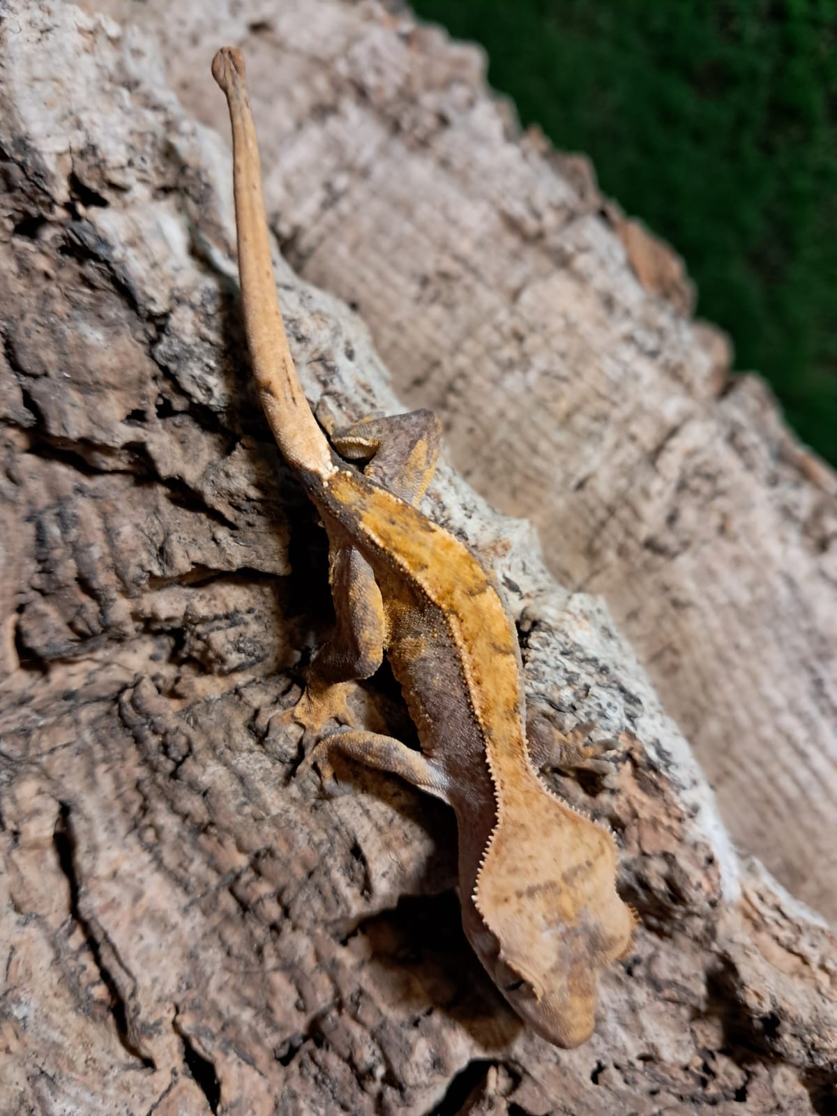 Partial Pinstripe Crested Gecko