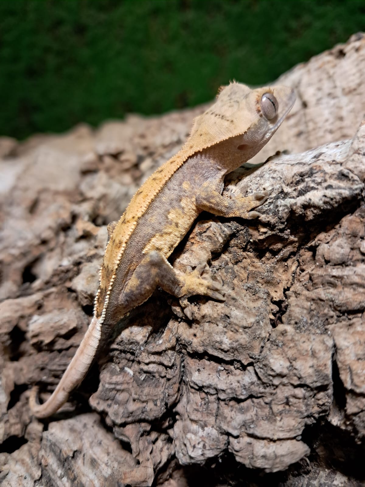 Partial Pinstripe Crested Gecko