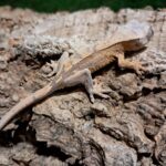 Partial Pinstripe Crested Gecko