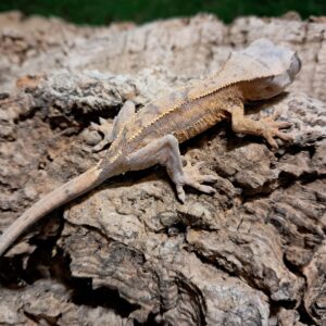 Partial Pinstripe Crested Gecko
