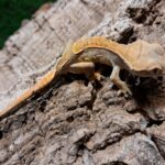 Partial Pinstripe Crested Gecko
