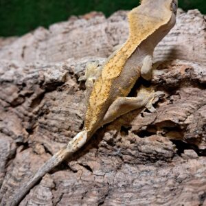 Harlequin Crested Gecko