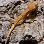 Pinstripe Crested Gecko