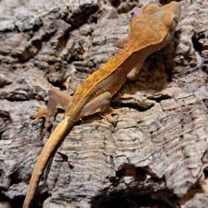 Pinstripe Crested Gecko
