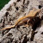 Partial Pinstripe Crested Gecko