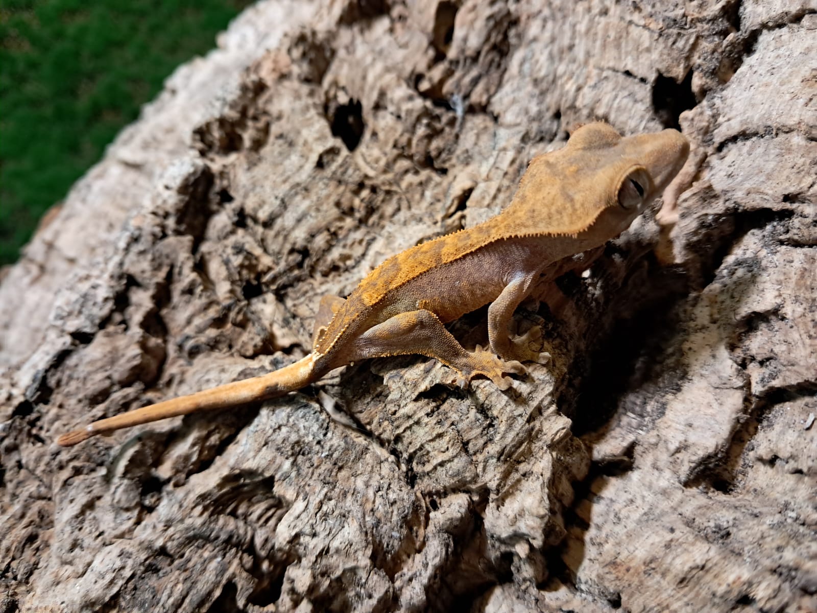 Partial Pinstripe Crested Gecko